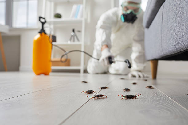 Commercial Rodent Management in Shell Ridge